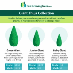 Junior Giant Thuja Tree -Evergreen Trees Sales Store GiantThujaCollectionGraphic 46da212d 75c4 4b15 9d43 0f7dc11664cd