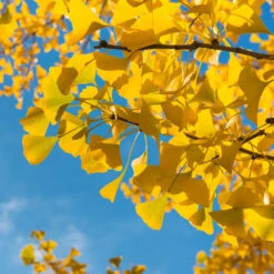 Ginkgo Tree 9 Ginkgo Tree -Evergreen Trees Sales Store Ginkgo Biloba 6 FGT