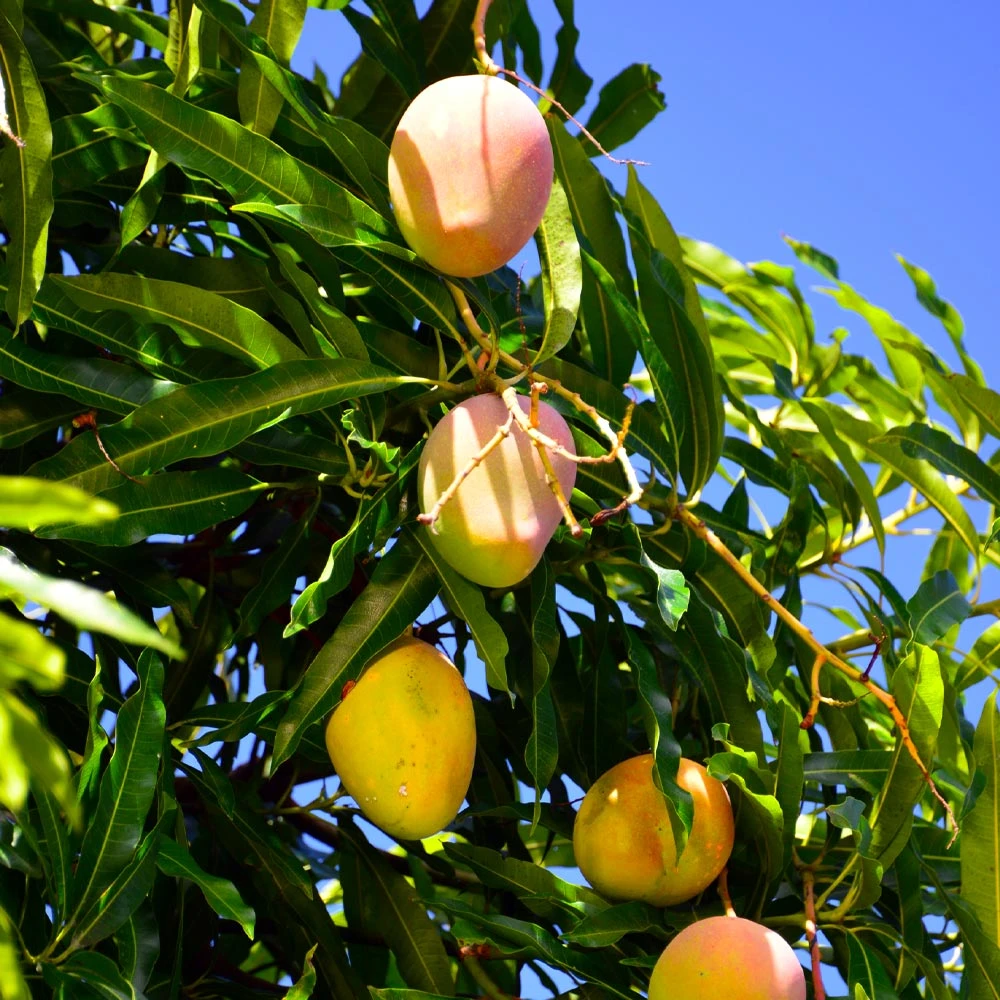 Salsa Kit 4 Salsa Kit - Image 4