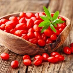 Goji Berry 8 Goji Berry -Evergreen Trees Sales Store Goji Berry 4