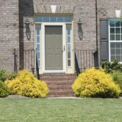 Gold Mop Cypress -Evergreen Trees Sales Store Gold Mop Cypress 2 FGT