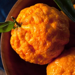 Gold Nugget Mandarin Tree -Evergreen Trees Sales Store Gold Nugget Manderine Tree 4 FGT