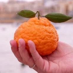 Gold Nugget Mandarin Tree -Evergreen Trees Sales Store Gold Nugget Manderine Tree 7