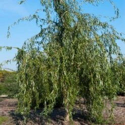 Golden Curls' Corkscrew Willow -Evergreen Trees Sales Store Golden Curls Willow 1