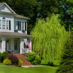 Golden Curls' Corkscrew Willow -Evergreen Trees Sales Store Golden Curls Willow 4