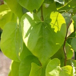 Golden Falls® Redbud Tree -Evergreen Trees Sales Store Golden Falls Redbud 2