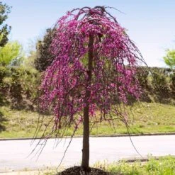 Golden Falls® Redbud Tree -Evergreen Trees Sales Store Golden Falls Redbud 4