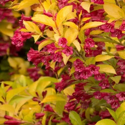 Golden Jackpot® Weigela Shrub -Evergreen Trees Sales Store Golden jackpot Weigela 2