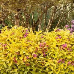 Golden Jackpot® Weigela Shrub -Evergreen Trees Sales Store Golden jackpot Weigela 3