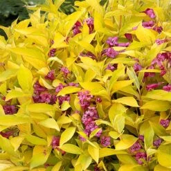 Golden Jackpot® Weigela Shrub