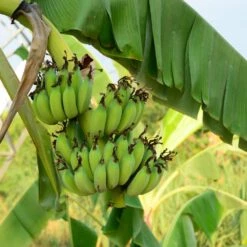 Grand Nain 'Naine' Banana Tree -Evergreen Trees Sales Store Grand Naine Nain Banana 3 FGT
