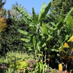 Grand Nain 'Naine' Banana Tree -Evergreen Trees Sales Store Grand Naine Nain Banana 7 FGT