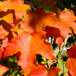 Green Mountain Sugar Maple Tree -Evergreen Trees Sales Store Green Mountain Sugar Maple 2