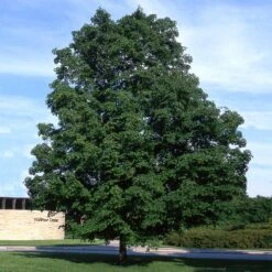 Green Mountain Sugar Maple Tree -Evergreen Trees Sales Store Green Mountain Sugar Maple 4