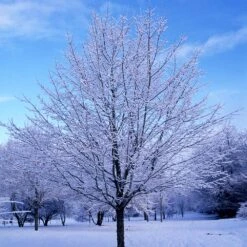 Green Mountain Sugar Maple Tree -Evergreen Trees Sales Store Green Mountain Sugar Maple 5