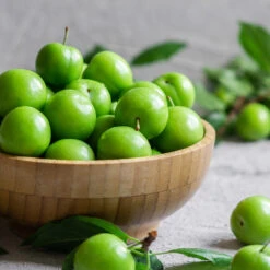 Green Gage Plum -Evergreen Trees Sales Store Green Gage Plum 2