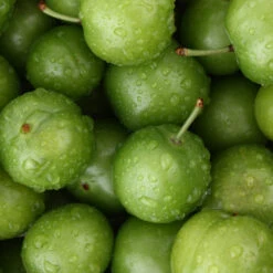 Green Gage Plum -Evergreen Trees Sales Store Green Gage Plum 4