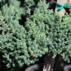 Green Mound Juniper Topiary -Evergreen Trees Sales Store Green Mound JUniper 3 FGT 95b457e9 9712 4329 b324 05ec99fb2809