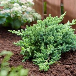 Green Mound Juniper -Evergreen Trees Sales Store Green Mound Juniper 3 FGT
