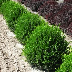 Green Velvet Boxwood Shrub -Evergreen Trees Sales Store Green Velvet Boxwood 2