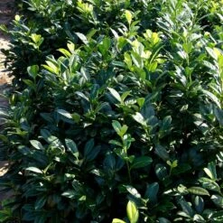 Greenfinity Cherry Laurel 6 Greenfinity Cherry Laurel -Evergreen Trees Sales Store Greenfinity Laurel 2