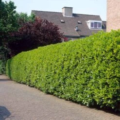 Greenfinity Cherry Laurel 7 Greenfinity Cherry Laurel -Evergreen Trees Sales Store Greenfinity Laurel 3 FGT