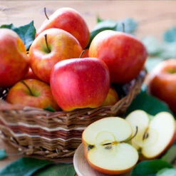 Fuji & Haralson Twisted Apple Tree -Evergreen Trees Sales Store Harelson