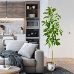 Smoothie Kit -Evergreen Trees Sales Store Hass Avocado 1 FGT