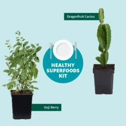 Goji Berry 11 Goji Berry -Evergreen Trees Sales Store Healthy Superfoods Kit Graphic ceafb56f 8262 49e7 9792 ea28ea2e548e