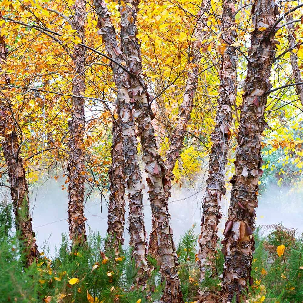 Heritage® River Birch 5 Heritage® River Birch - Image 5