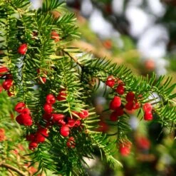 Hicks Yew Tree -Evergreen Trees Sales Store Hicks Yew7 FGT