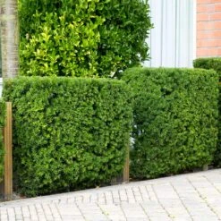 Hicks Yew Tree -Evergreen Trees Sales Store Hicks Yew 4 FGT