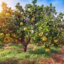 Hirado Pummelo Tree -Evergreen Trees Sales Store Hirado Pummelo 1