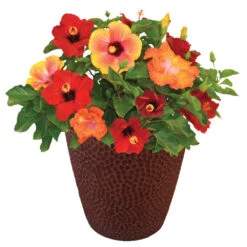 Bloom Bash® Hollywood® Hibiscus -Evergreen Trees Sales Store Hollywood Hibiscu BLoom Bash 1