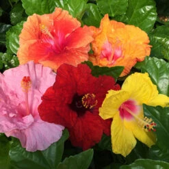 Bloom Bash® Hollywood® Hibiscus -Evergreen Trees Sales Store Hollywood Hibiscu BLoom Bash 2