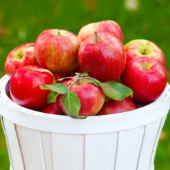 Apple Pollinator Pack -Evergreen Trees Sales Store Honeycrisp Apple 1 BB