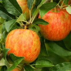 Honeycrisp™ & Sweet Sixteen Twisted Apple Tree -Evergreen Trees Sales Store Honeycrisp Apple 1 FGT efb35668 b4ca 45ab bd02 64faf523a0bc