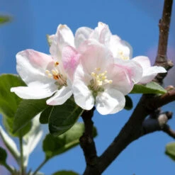 Apple Pollinator Pack -Evergreen Trees Sales Store Honeycrisp Apple 2 BB