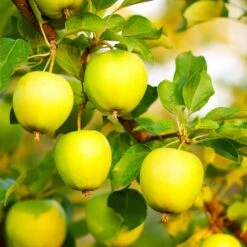 Honeygold Apple Tree -Evergreen Trees Sales Store Honeygold Apple 7