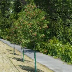 Hot Wings® Maple Tree -Evergreen Trees Sales Store Hot Wings Tartarian Maple 1