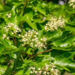 Hot Wings® Maple Tree -Evergreen Trees Sales Store Hot Wings Tartarian Maple 5