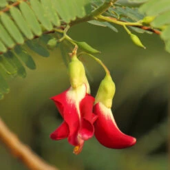 Red Hummingbird Tree (Sesbania Grandiflora) -Evergreen Trees Sales Store Hummingbird Tree 5 FGT