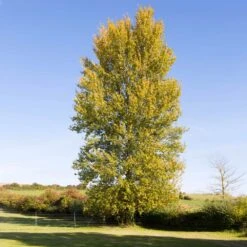 Superior Hybrid Poplar Tree -Evergreen Trees Sales Store Hybrid Poplar 3