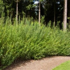 Willow Hybrid Tree -Evergreen Trees Sales Store Hybrid Willow 1