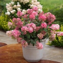 Fire Light® Hydrangea Shrub -Evergreen Trees Sales Store Hydrangea FIrelight 6