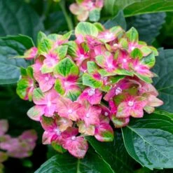 Pistachio Hydrangea Shrub -Evergreen Trees Sales Store Hydrangea Pistachio 2