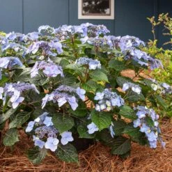 Endless Summer® Pop Star® Bigleaf Hydrangea -Evergreen Trees Sales Store Hydrangea Pop Star 4 FGT