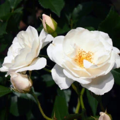Iceberg Rose Tree -Evergreen Trees Sales Store Iceberg Roses 1 FGT 401b5cfd f74e 47cf 8dd3 13db8095f5b6