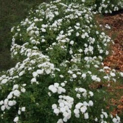 Icy Drift® Rose -Evergreen Trees Sales Store Icy Drift Rose 1 FGT