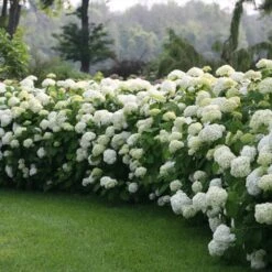 Incrediball® Hydrangea Shrub 6 Incrediball® Hydrangea Shrub -Evergreen Trees Sales Store Incrediball Hydrangea 1 FGT